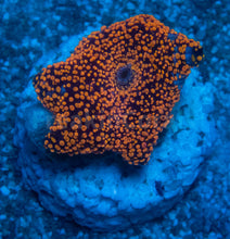 Carregar imagem no visualizador da galeria, FK Interstellar Discosoma (Signature Coral)