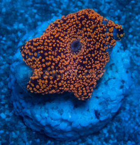 FK Interstellar Discosoma (Signature Coral)