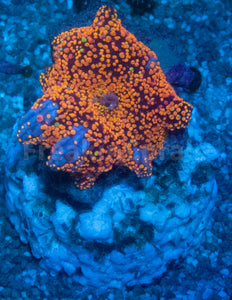 FK Interstellar Discosoma (Signature Coral)