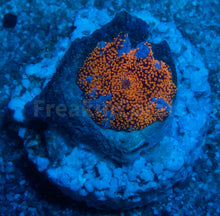 Carregar imagem no visualizador da galeria, FK Interstellar Discosoma (Signature Coral)