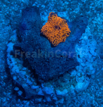 Load image into Gallery viewer, FK Interstellar Discosoma (Signature Coral)