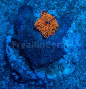 FK Interstellar Discosoma (Signature Coral)