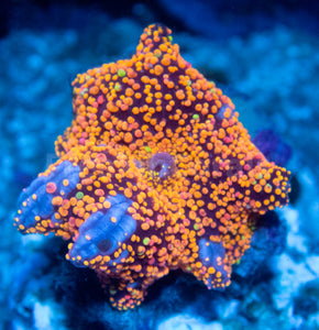 FK Interstellar Discosoma (Signature Coral)