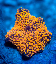 Load image into Gallery viewer, FK Interstellar Discosoma (Signature Coral)