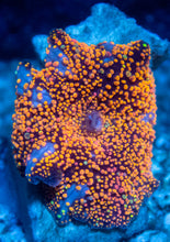 Load image into Gallery viewer, FK Interstellar Discosoma (Signature Coral)