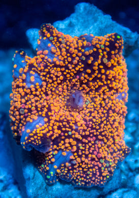 FK Interstellar Discosoma (Signature Coral)