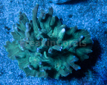 Carregar imagem no visualizador da galeria, FK Green Pectinia Lettuce Coral Colony (L Size)