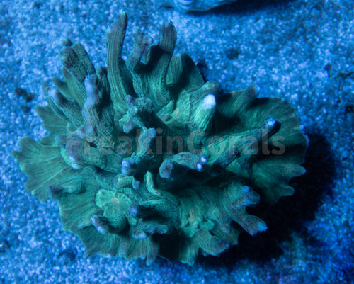 FK Green Pectinia Lettuce Coral Colony (L Size)