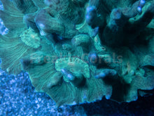 Carregar imagem no visualizador da galeria, FK Green Pectinia Lettuce Coral Colony (L Size)