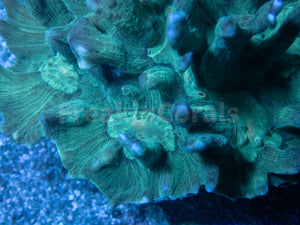 FK Green Pectinia Lettuce Coral Colony (L Size)