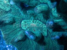 Carregar imagem no visualizador da galeria, FK Green Pectinia Lettuce Coral Colony (L Size)