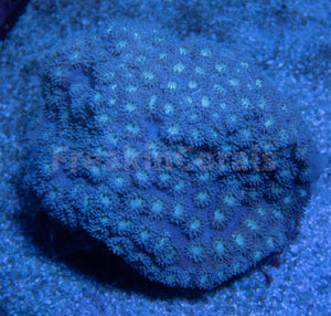 FK Grey Turbinaria Colony