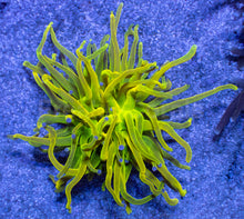 Load image into Gallery viewer, Holy Grail Torch Coral