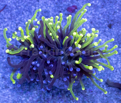 Hybrid Fusion Torch Coral