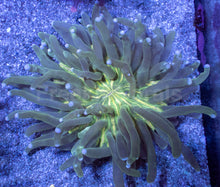 Carregar imagem no visualizador da galeria, Toxic Sunburst Plate Coral