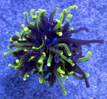 Carregar imagem no visualizador da galeria, Hybrid Fusion Torch Coral