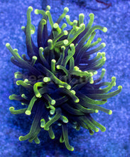 Carregar imagem no visualizador da galeria, Hybrid Fusion Torch Coral