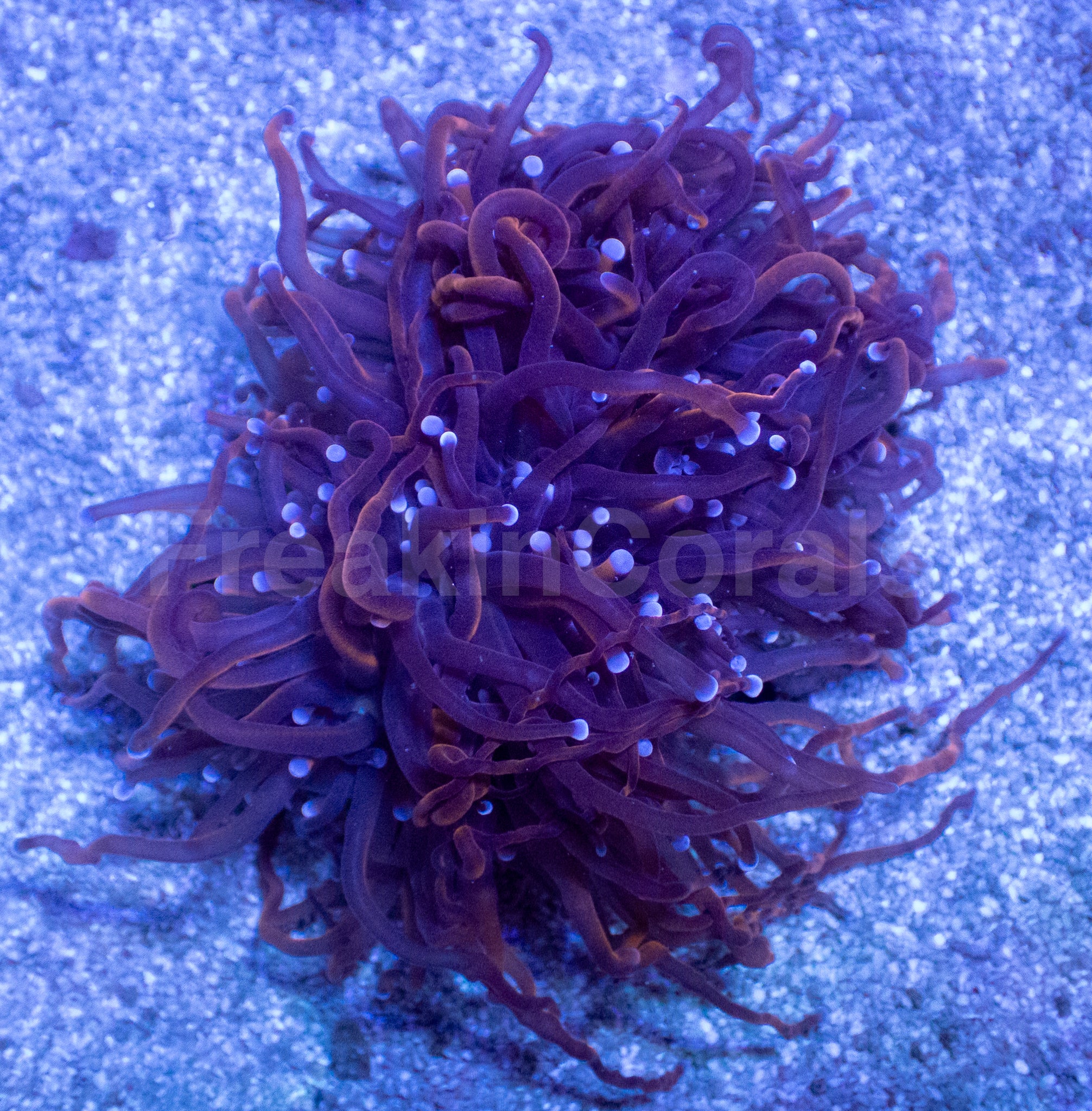 Hellfire Torch Coral – freakincorals.com