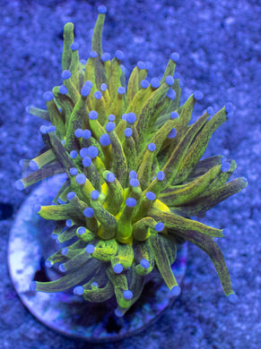 FreakinCorals “Leopard Lightning Torch”