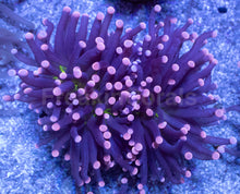 Carregar imagem no visualizador da galeria, Joker Torch Coral