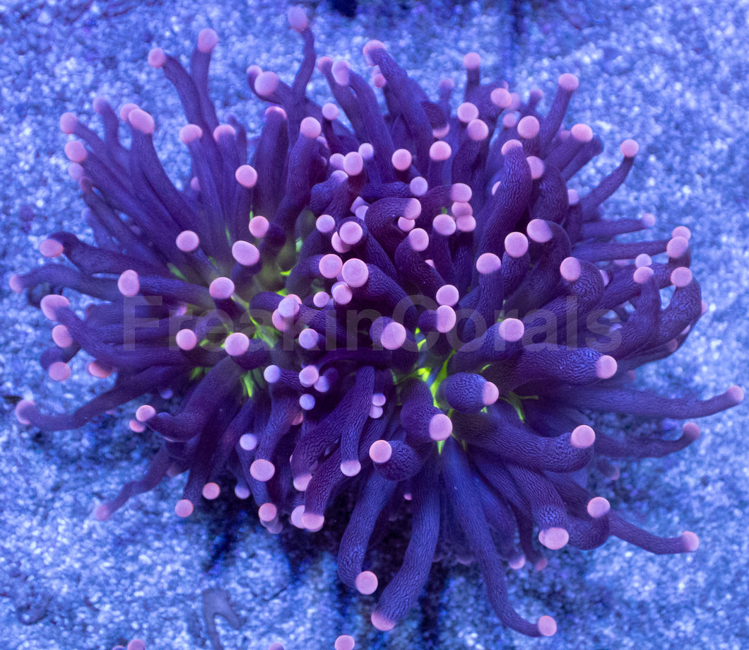Joker Torch Coral