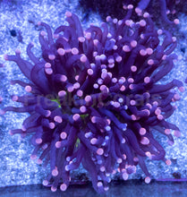 Carregar imagem no visualizador da galeria, Joker Torch Coral