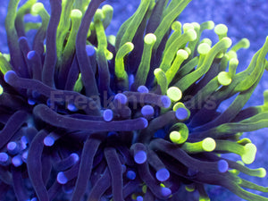 Hybrid Fusion Torch Coral