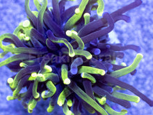 Carregar imagem no visualizador da galeria, Hybrid Fusion Torch Coral