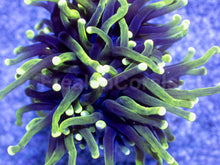 Carregar imagem no visualizador da galeria, Hybrid Fusion Torch Coral