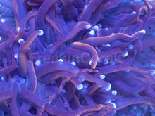 Carregar imagem no visualizador da galeria, Hellfire Torch Coral (2 or more Heads)