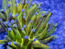Load image into Gallery viewer, FreakinCorals “Leopard Lightning Torch”