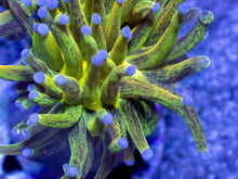 Load image into Gallery viewer, FreakinCorals “Leopard Lightning Torch”