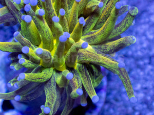 FreakinCorals “Leopard Lightning Torch”