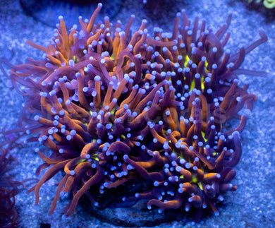 Golden Venom Torch Coral (Cut to Order)