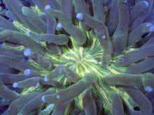 Carregar imagem no visualizador da galeria, Toxic Sunburst Plate Coral