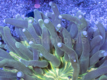 Carregar imagem no visualizador da galeria, Toxic Sunburst Plate Coral