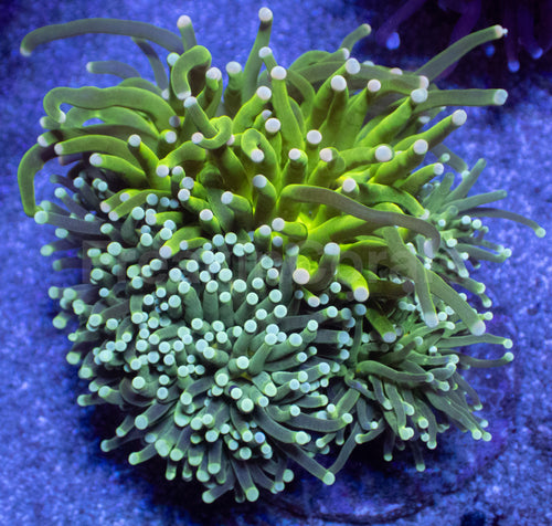 Biophase Emerald Torch Coral