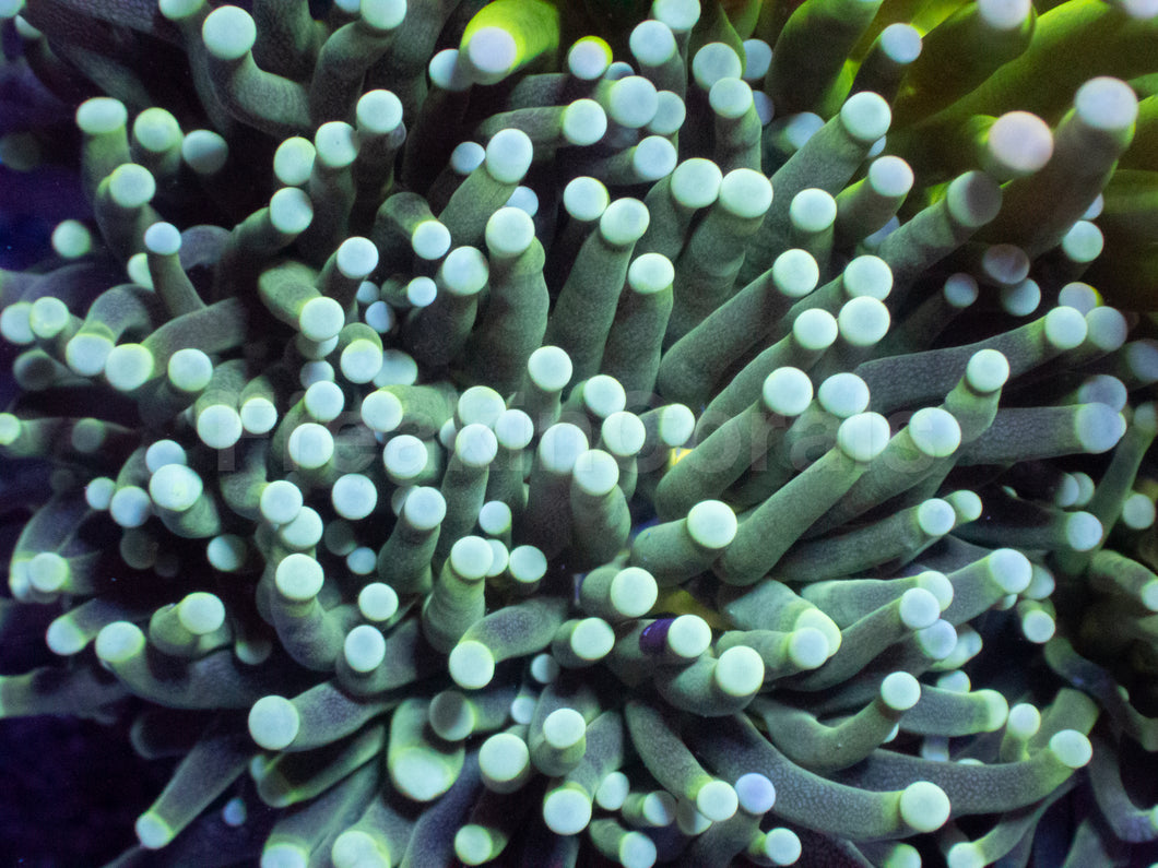 Biophase Emerald Torch Coral