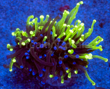 Load image into Gallery viewer, Hybrid Fusion Torch Coral