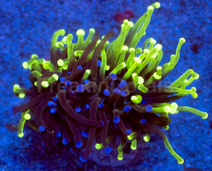Hybrid Fusion Torch Coral