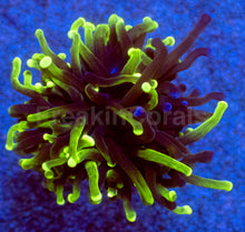 Carregar imagem no visualizador da galeria, Hybrid Fusion Torch Coral