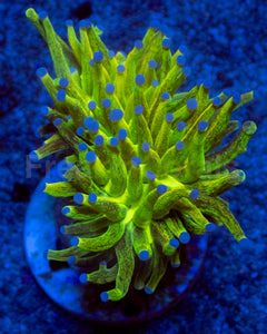 FreakinCorals “Leopard Lightning Torch”