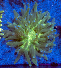 Carregar imagem no visualizador da galeria, Toxic Sunburst Plate Coral