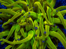 Load image into Gallery viewer, Holy Grail Torch Coral