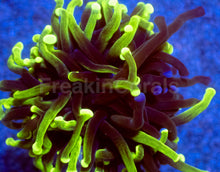 Carregar imagem no visualizador da galeria, Hybrid Fusion Torch Coral