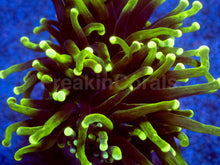 Carregar imagem no visualizador da galeria, Hybrid Fusion Torch Coral