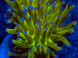 FreakinCorals “Leopard Lightning Torch”