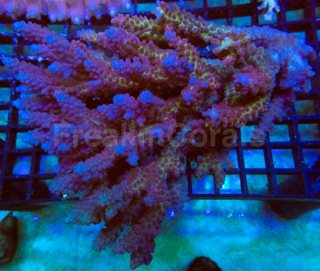 Tri-Fusion Fiji Acropora