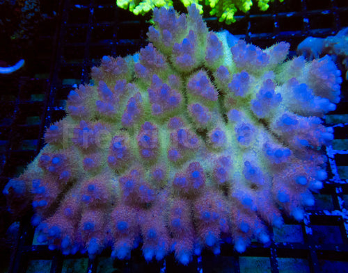 Super Spectrum Fiji Acropora