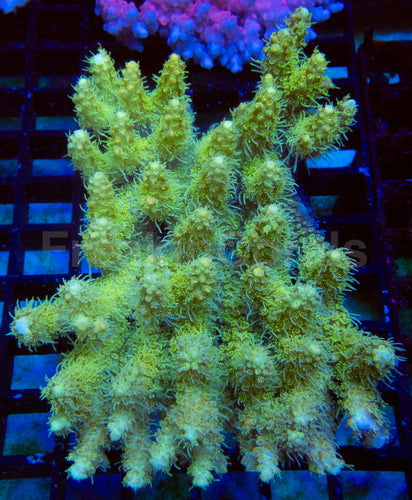 Golden Flow Tenuis Acropora